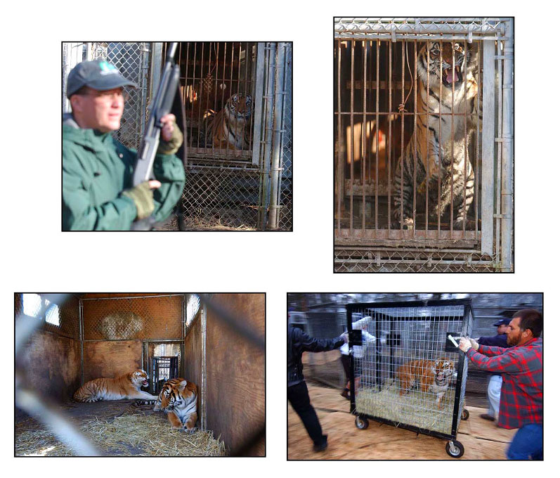 The removal of 25 Bengal tigers from a back garden in New Jersey. The tigers which had become cannibalized were living in small trailers and being fed 'road kill'.