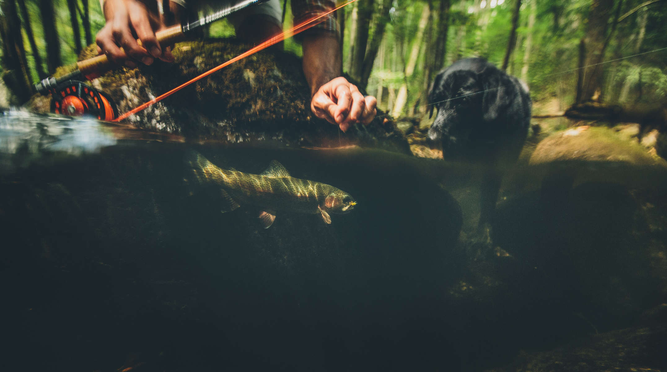The wingman outfitter and man fishing with dog from canoe and in stream for rainbow trout in Virginia in the Blue Ridge Mountains.