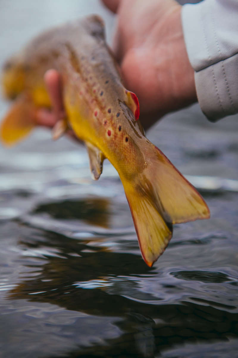 Fly fishing for wild Rainbow Trout and Brown Trout on the Watauga River i North Carolina and Tennessee.