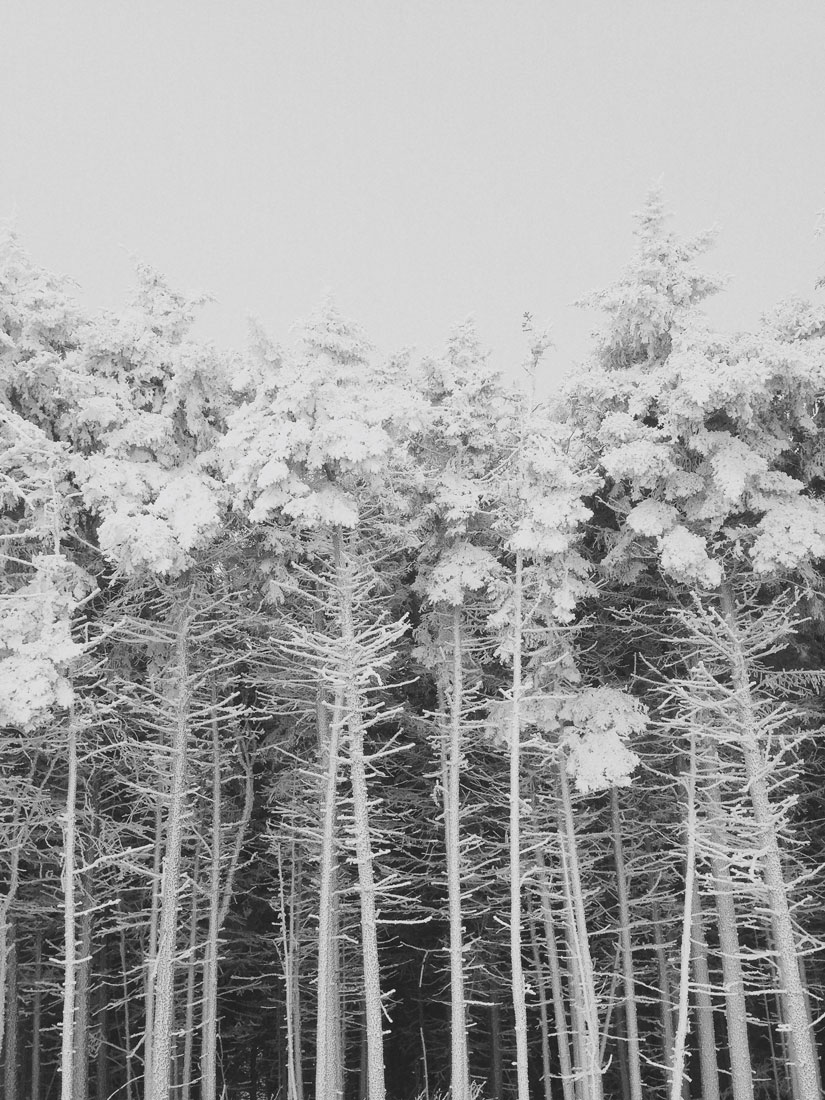 dean-virginia-greensboro-north-carolina-photographer-snow-trees