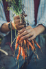 Photo by Sam DeanA young farmer digs carrots at the Riverstoen Organic Farm in Floyd.  Virginia agriculture has been producing the majority of the Commonwealth\'s income since Jamestown.