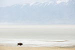 Bison on the shore of Antelope Island Sate Park