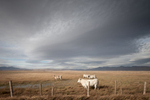 Cattle grazing in southern Idaho, north of Bear Lake.
