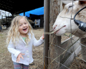 2/29/16--FRAMINGHAM--  Abby Hanson, 3, the sixth generation of Hansons at Hanson Farm, feeds hay to a sheep. {quote}One of the great reasons to try and save as much open space as we can is so when Abby grows up there'll be something for her generation as well,{quote} said Tom Hanson, chairman of  Framingham Agricultural Advisory Group.Daily News and Wicked Local Staff Photo/Art Illman