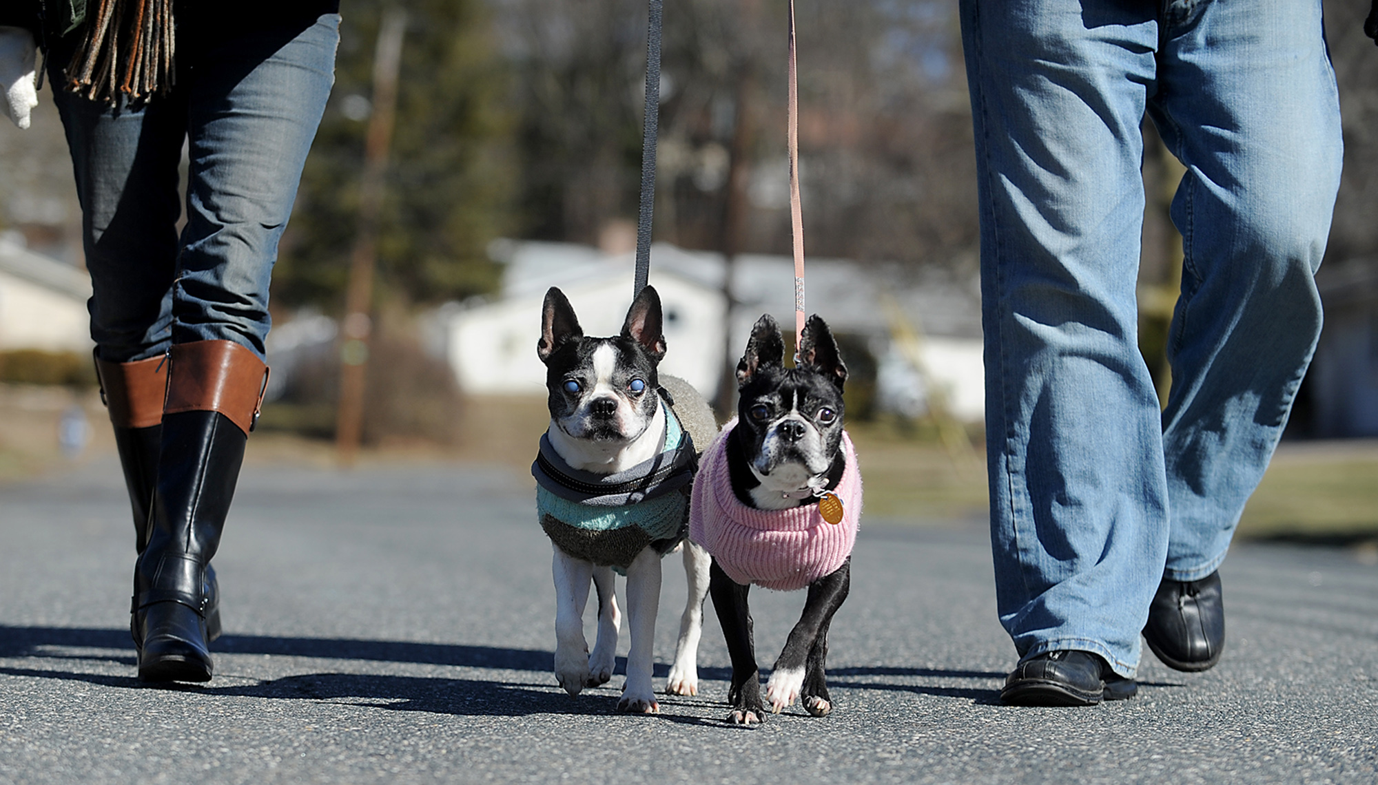 3/3/16-- FRAMINGHAM-- Marky, left, and Beanie, were dressed for the weather in sweaters with their owners, Donna and Tom Travers, out for a walk Thursday on Karal Drive.Daily News and Wicked Local Staff Photo/Art Illman