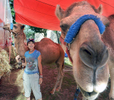 7/3/17-- FRAMINGHAM-- Framinham native Carolyn (Convery) Rice, with dromedary camels Khan, right, and Sulimon, has been with he circus for 30 years. The Kelly Miller Circus is performing in the St. Stephen Parish School parking lot with shows Monday at 4:30 p.m. and 7:30 p.m. and Tuesday at 3 p.m. [Daily News and Wicked Local Staff Photo/Art Illman]