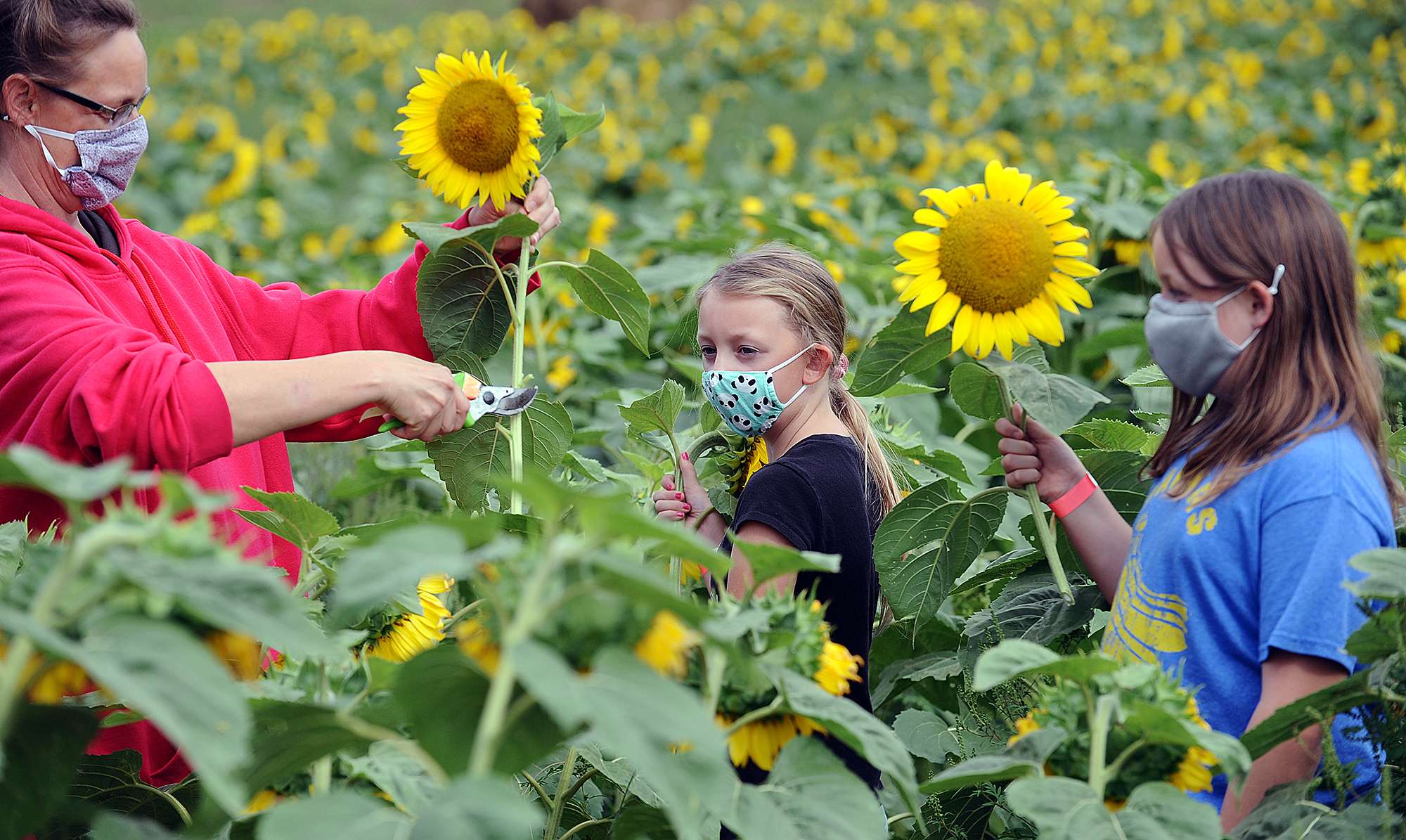 8/31/2020-- FRAMINGHAM-- At Hanson's Farm, Brenda Fraher, of Framingham, cuts sunflowers Monday afternoon with Audrey, 12, and Gretchen, 10. [Daily News and Wicked Local Staff Photo/Art Illman]