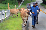 9/2/20-- FRAMINGHAM--  Eastleigh Farm cows are escorted back home after taking a walk by themselves to the Millwood Preserve condo project on the former Millwood Golf Course on Millwood Street Tuesday. [Daily News and Wicked Local Staff Photo/Art Illman]