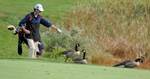10/2/20 BELLINGHAM  -  Medway High School senior Jack McMullin points to his golf ball behind a few Canadian geese during a match against Bellingham at New England Country Club on Friday. [Daily News and Wicked Local Staff Photo/Art Illman]