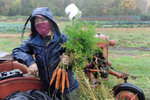 10/13/20 - FRAMINGHAM - Stearns Farm Manager Ember Fleming with just pulled carrots Tuesday morning. [Daily News and Wicked Local Staff Photo/Art Illman]