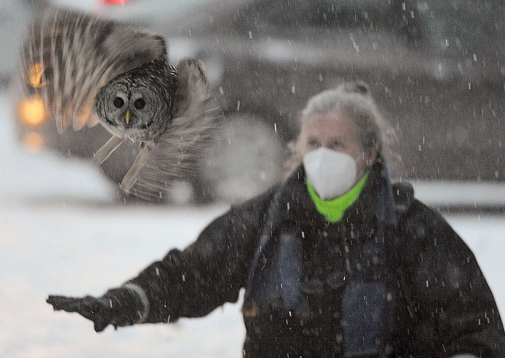 A barred owl is released back into the wild at Whitehall State Park in Hopkinton by Westborough Animal Control Officer Melinda MacKendrick, Jan. 26, 2021.  The owl was struck by a car Jan. 3, and received treatment and rehabilitation at the Tufts Wildlife Clinic. 