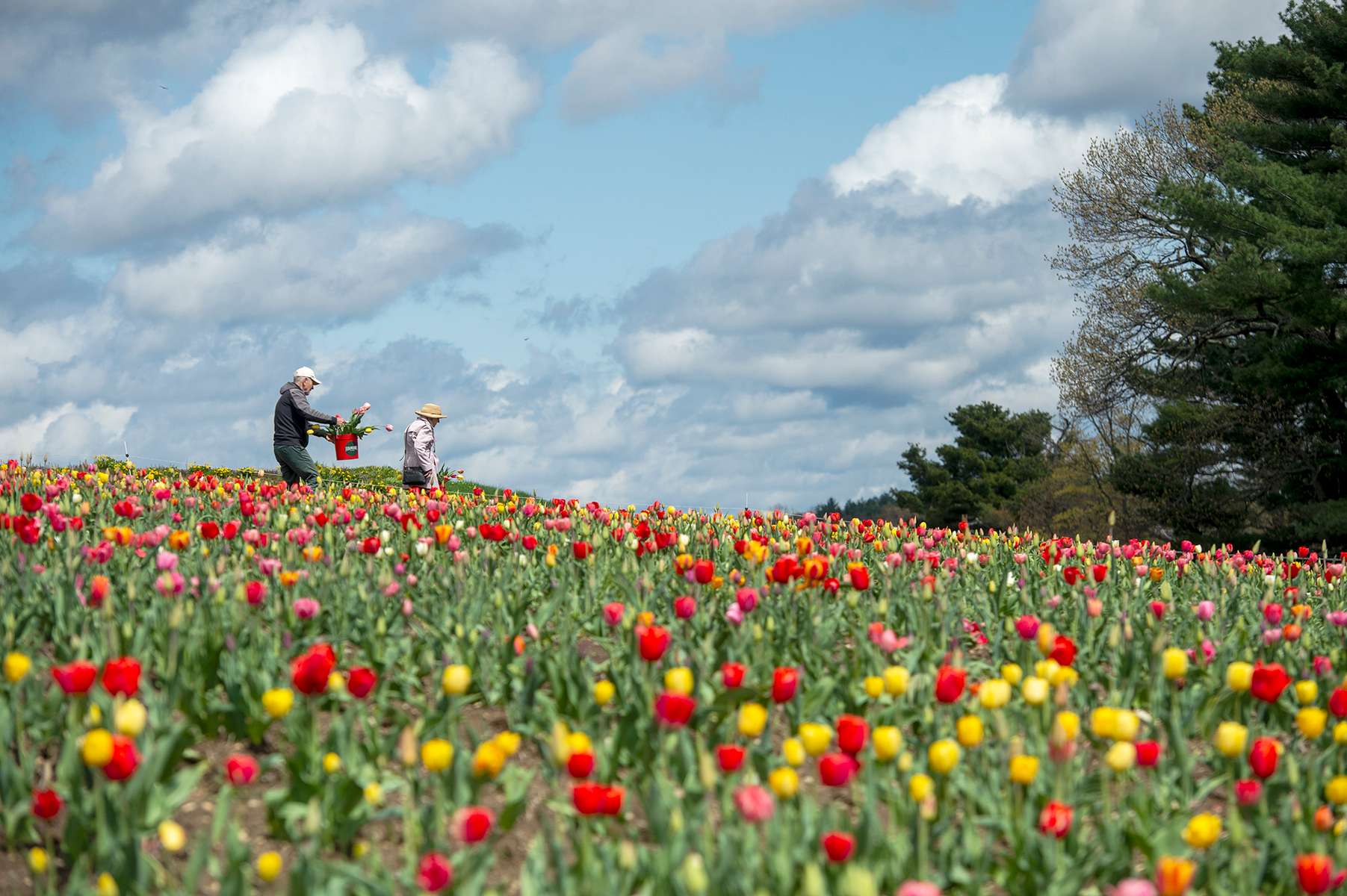 Katy Kleitz, of Stow, and her brother Tony Kleitz, visiting from Paris, pick tulips in a field of 200,000 tulips at Ferjulian's Farm in Hudson, April 24, 2023.