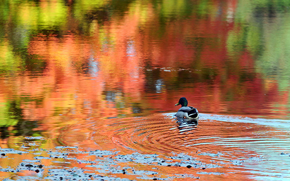 10/8/13 WESTON-- A duck swims in a colorful pond behind Weston High School Tuesday.Daily News Staff Photo/Art Illman