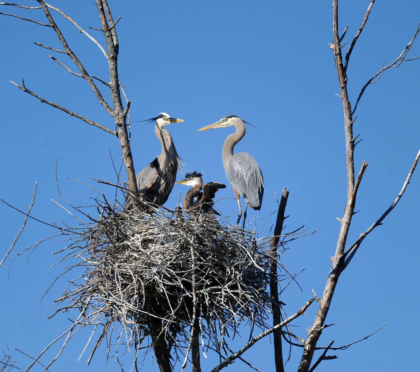 5/20/20-  Great blue herons nesting in a swamp off the Sudbury River in Framingham. [Daily News and Wicked Local Staff Photo/Art Illman]