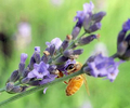 7/17/20--A honeybee on a lavender plant at Hudson Hives in. Hudson, MA [Daily News and Wicked Local Staff Photo/Art Illman]