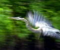 conc-sud-river-heron-blur