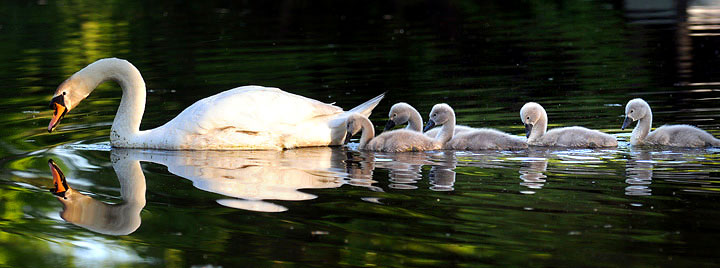 swanfamily
