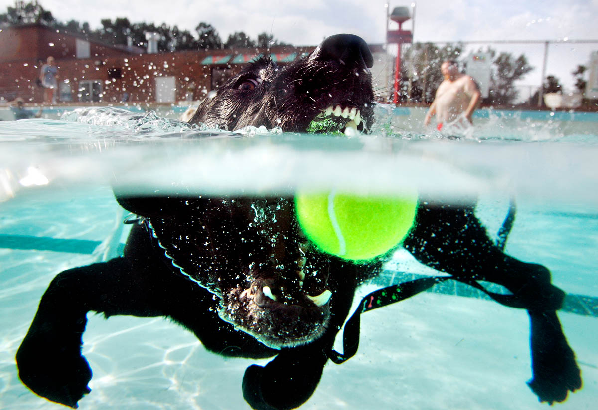 Black Lab Swimming