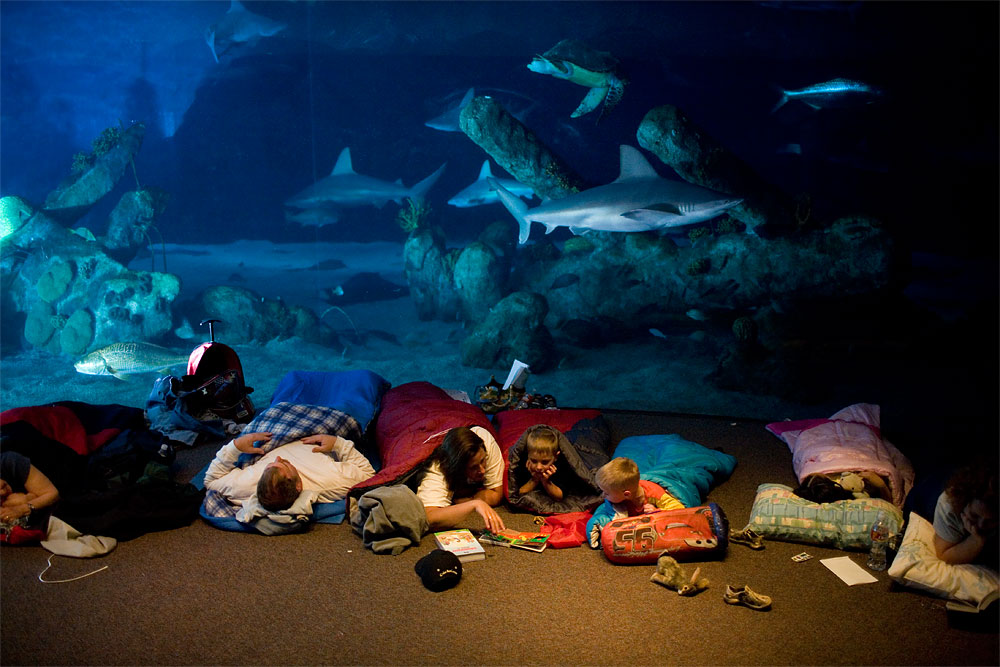 During Albuquerque Aquarium's monthly sleep over, Doug Hamann, left, gazes into the ocean tank. His wife, Jenn, reads a bed time story to her son, Brayden, 4, and Michael Rodriguez, 4. Next to them is Kara Rodriguez, 7. Participants are allowed to sleep anywhere in the aquarium with most people bedding down between 10:30 and 11:00 p.m.