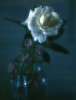 polaroid_flower_8x10