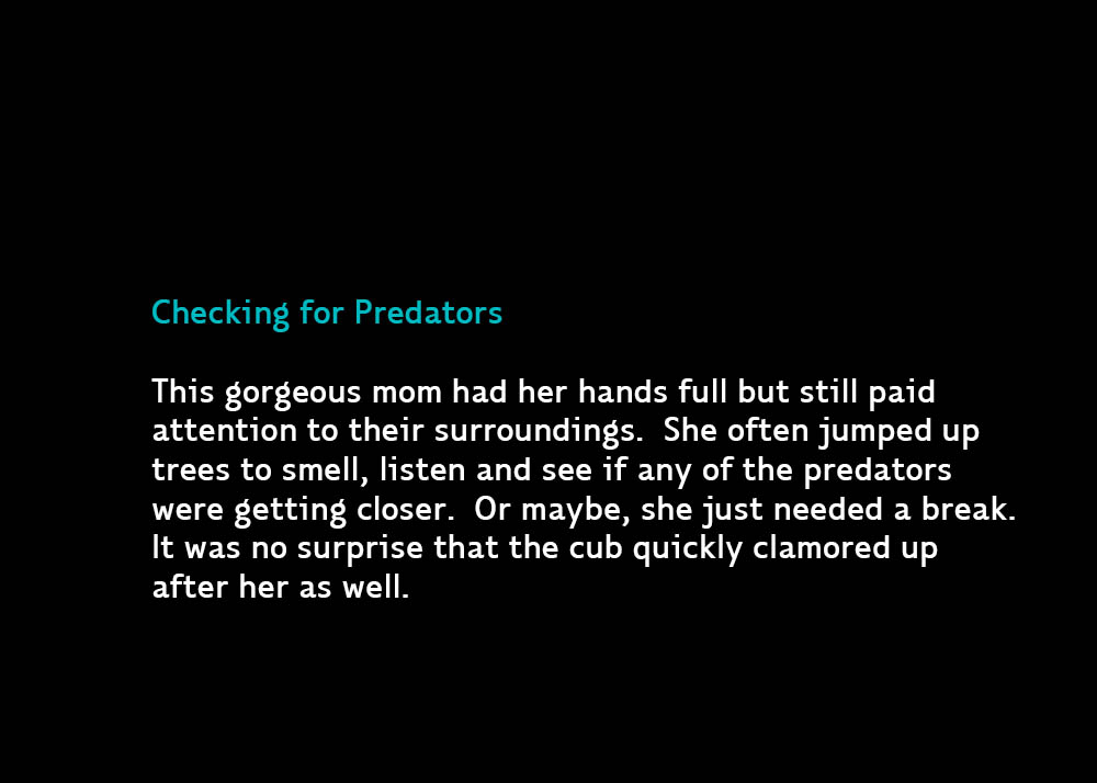 4-Predators