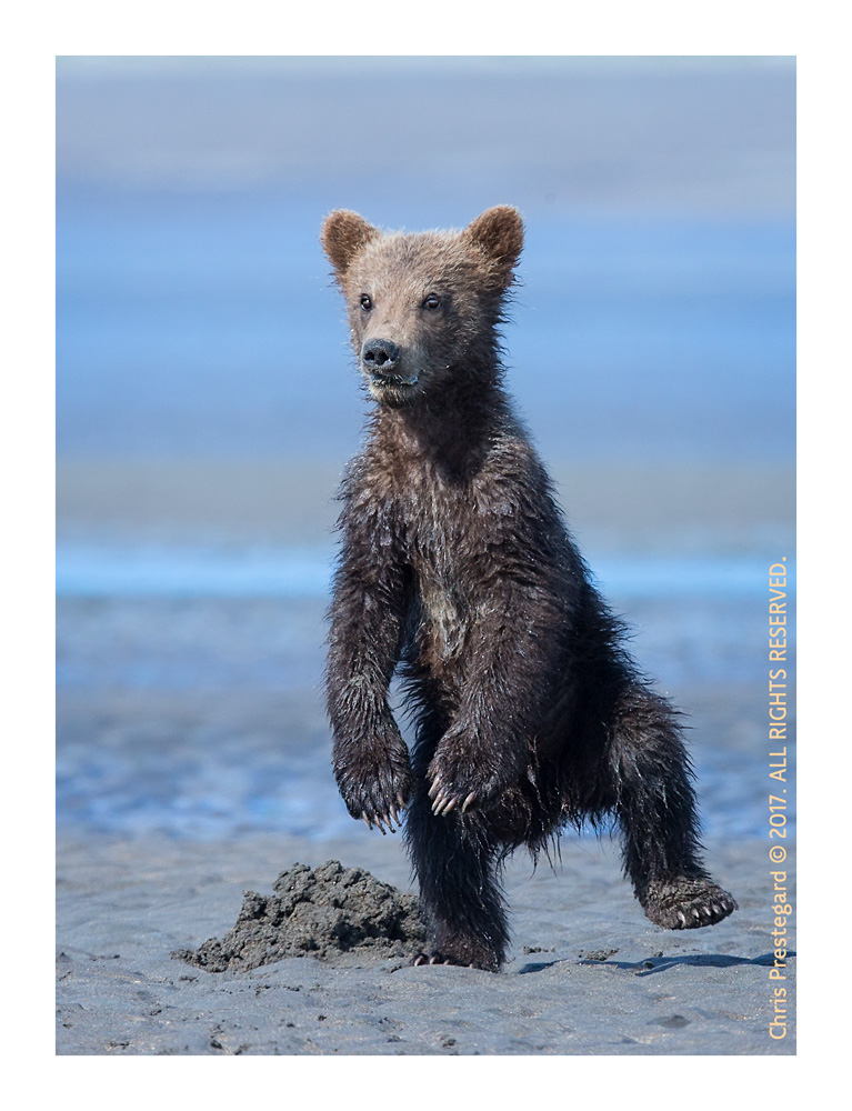 Coastal brown bear, Alaska June 2017