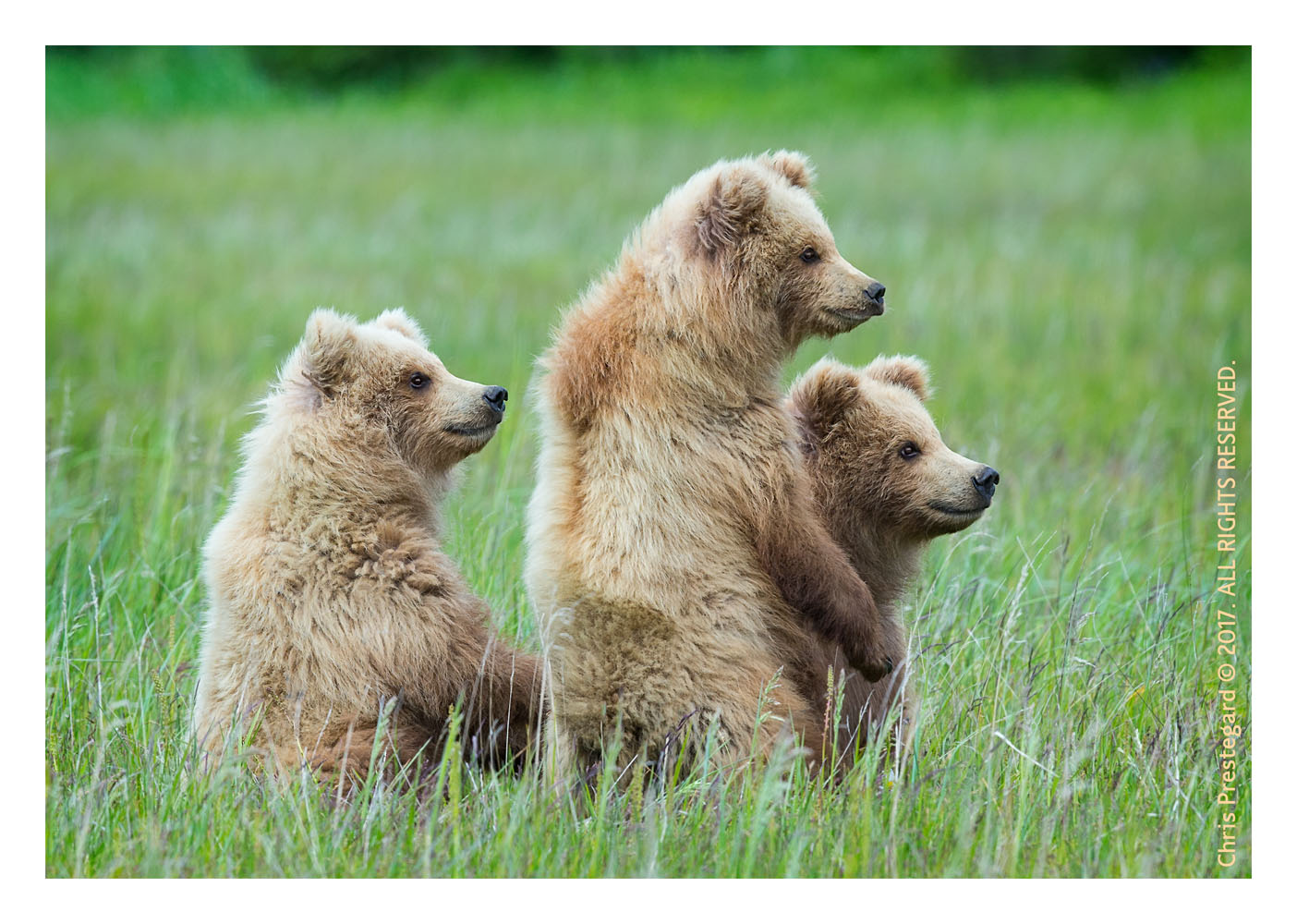 Coastal brown bears, Alaska June 2017