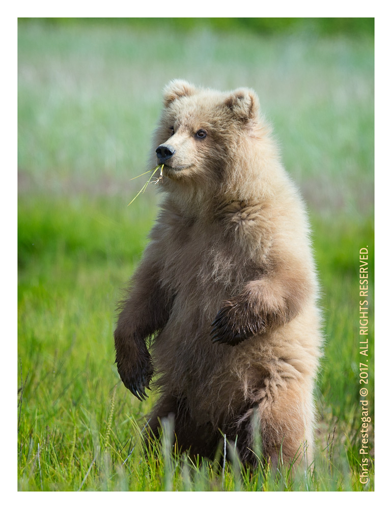 Coastal brown bear, Alaska June 2017