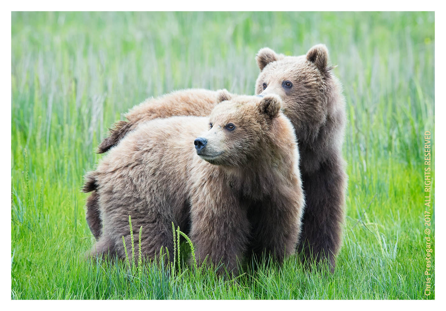 Coastal brown bears, Alaska June 2017