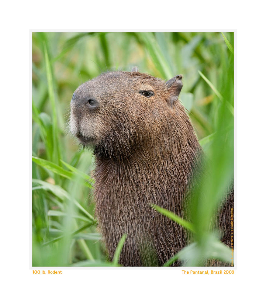 Capybara4233_Aug20-09