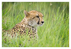 Cheetah1220C_Apr21-2011