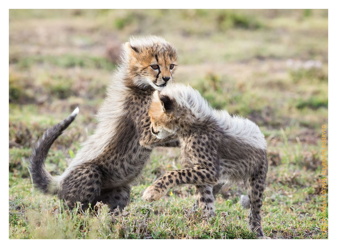 Cheetah 1338