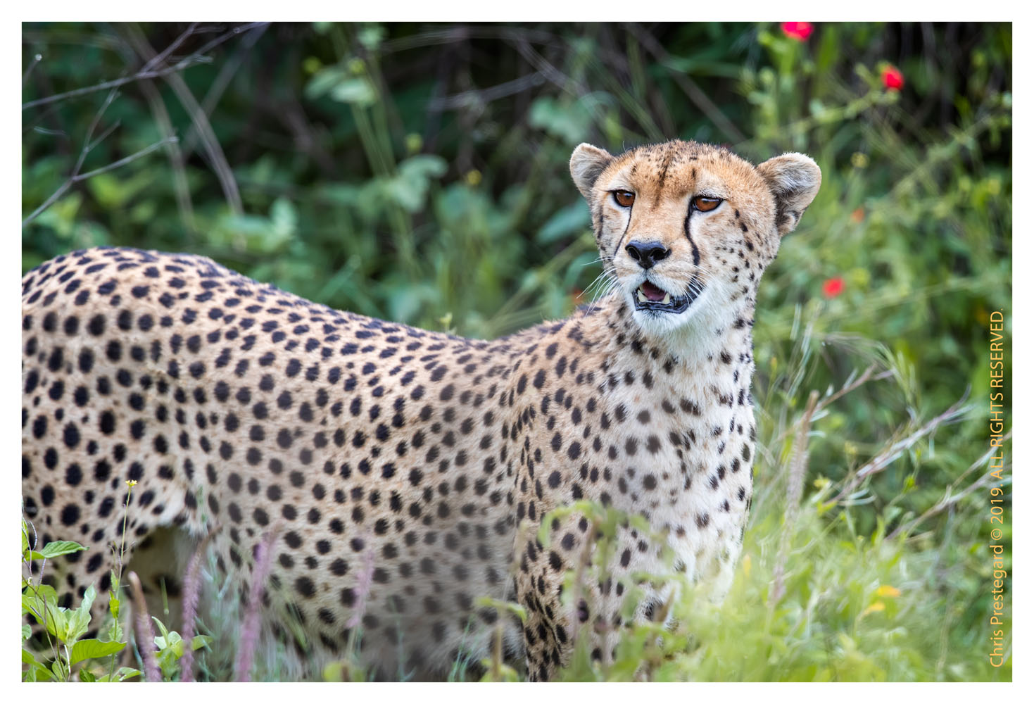 Cheetahs at Ndutu, Tanzania Feb. 2019