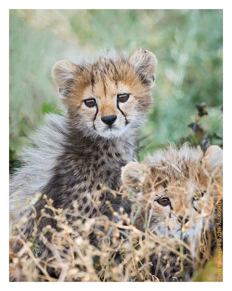 Cheetah 2794