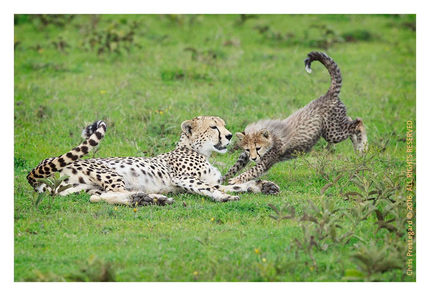 Cheetahs at Ndutu, Tanzania Feb. 2016