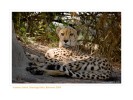 Cheetah4525_9-17-07