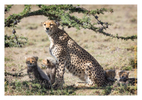 Cheetah 4539
