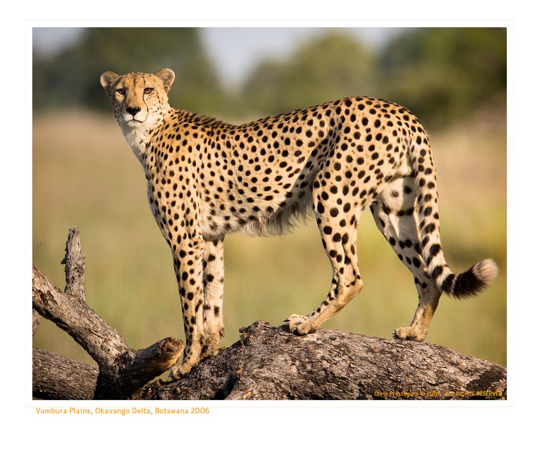 Cheetah5215_9-16-07