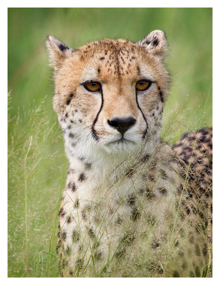 Cheetah609C_Apr21-2011