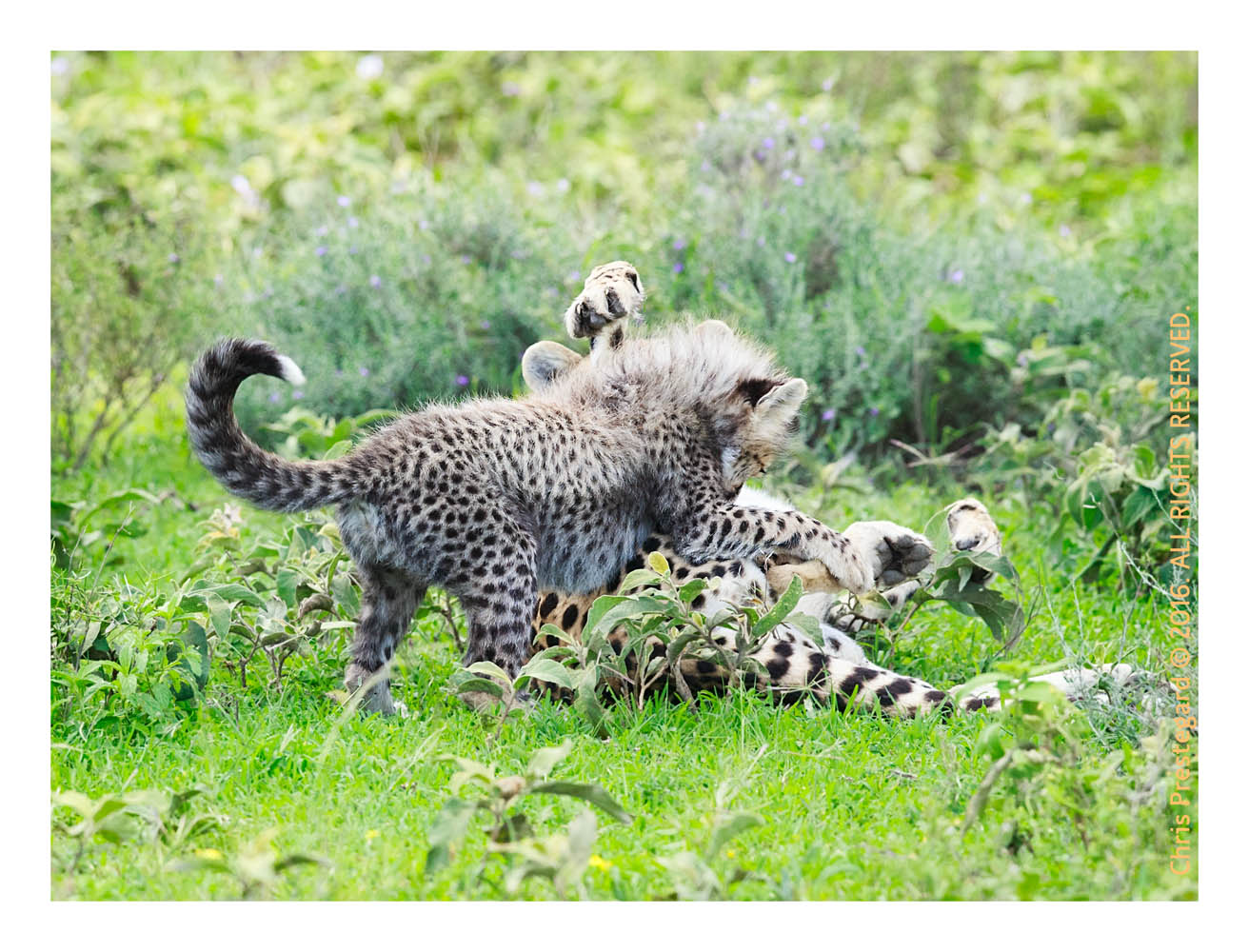 Cheetahs at Ndutu, Tanzania Feb. 2016