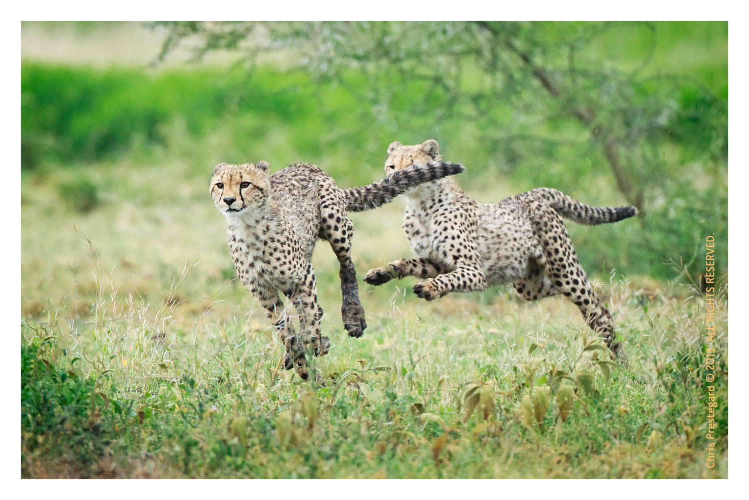 Cheetahs at Ndutu, Tanzania Feb. 2013