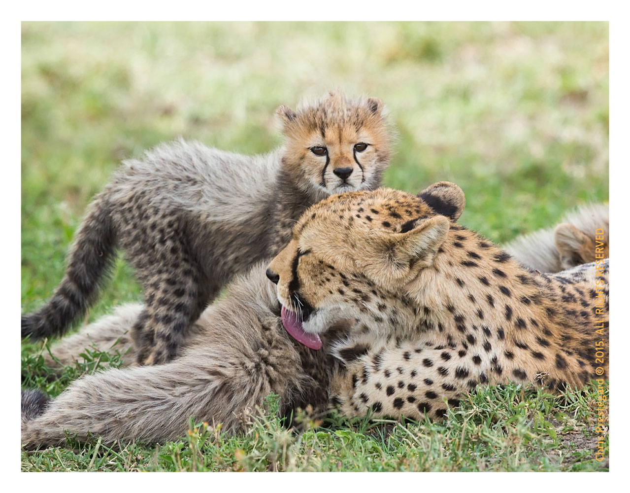 Cheetah 8913