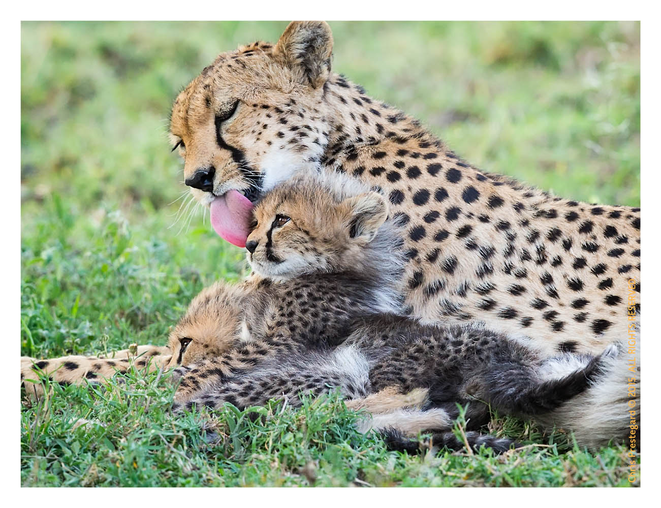 Cheetah 9448