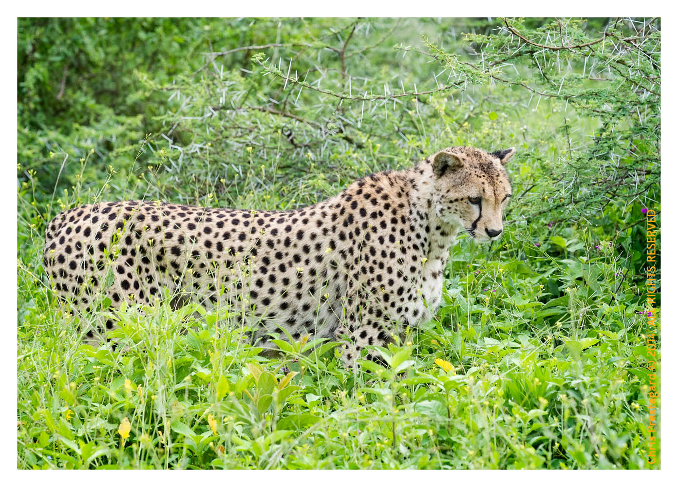 CheetahCub3995-Apr22-2014