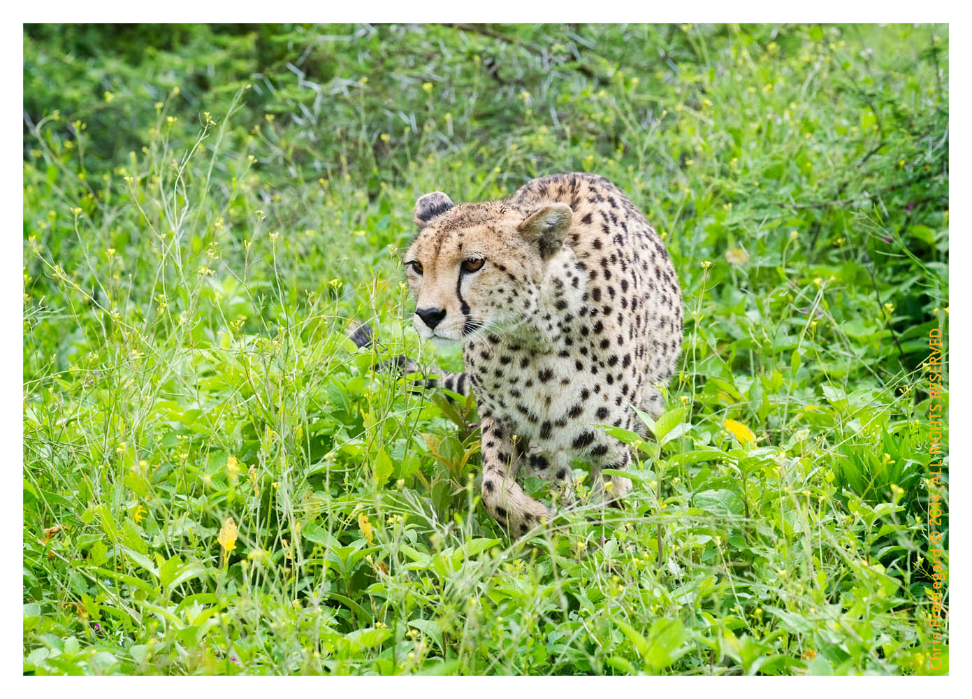 CheetahCub3998-Apr22-2014
