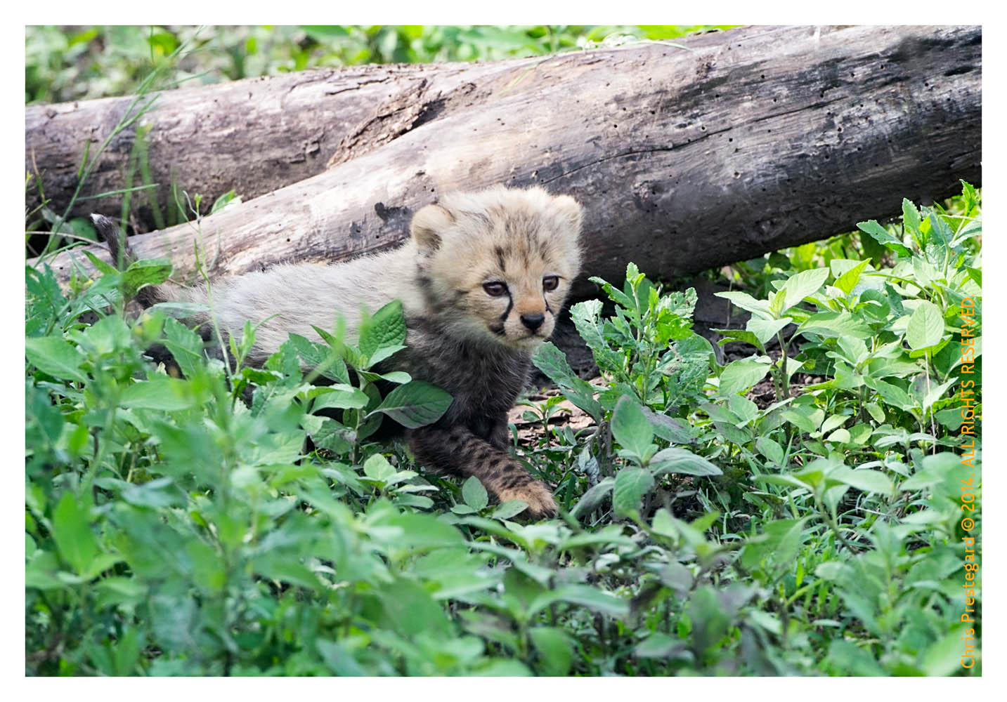 CheetahCub5633-Apr22-2014