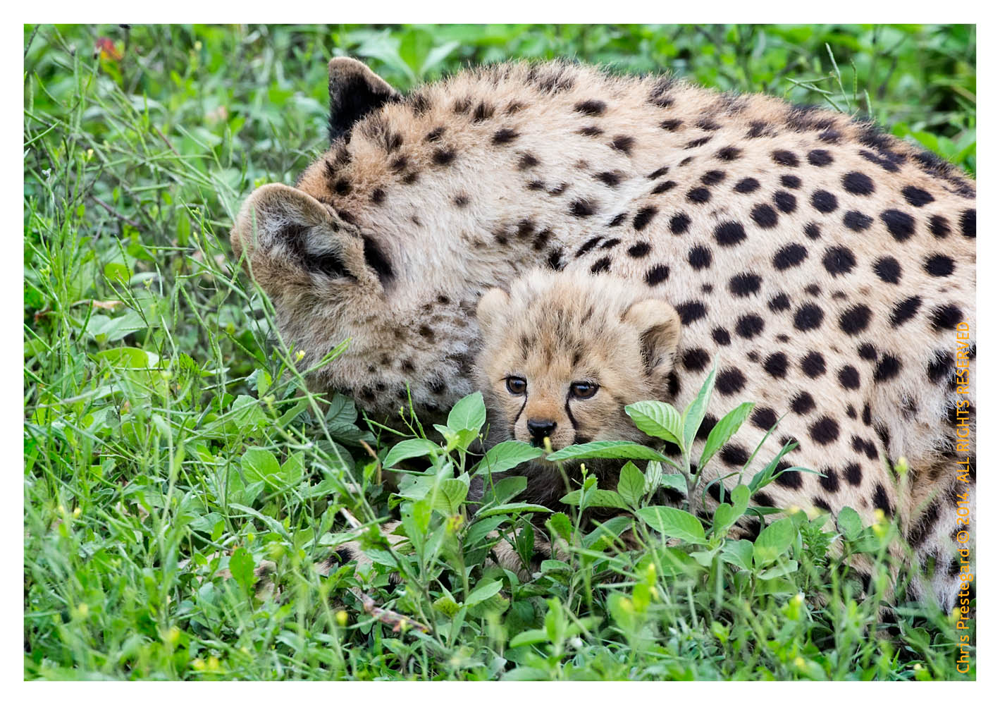 CheetahCub5921-Apr22-2014
