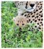 CheetahCub5948-Apr22-2014