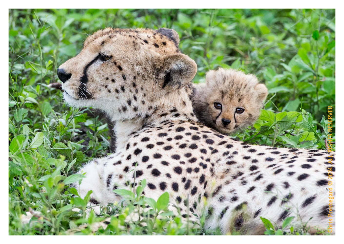 CheetahCub6686-Apr22-2014