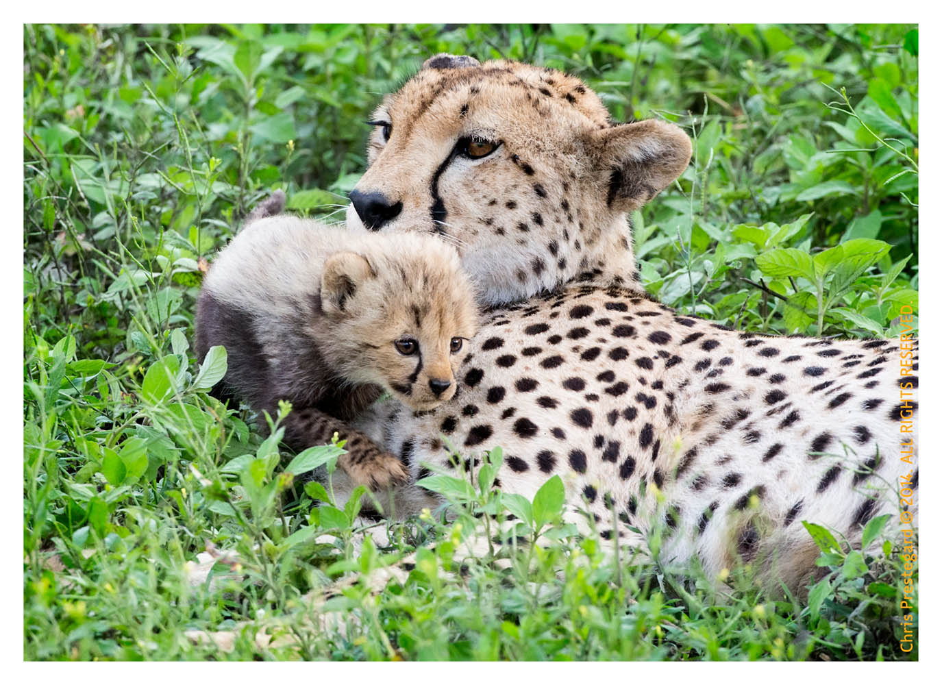 CheetahCub6695-Apr22-2014